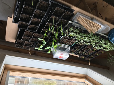 Moestuin 3